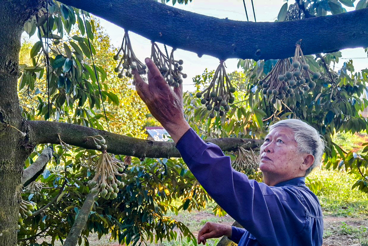 xuat khau sau rieng anh 1