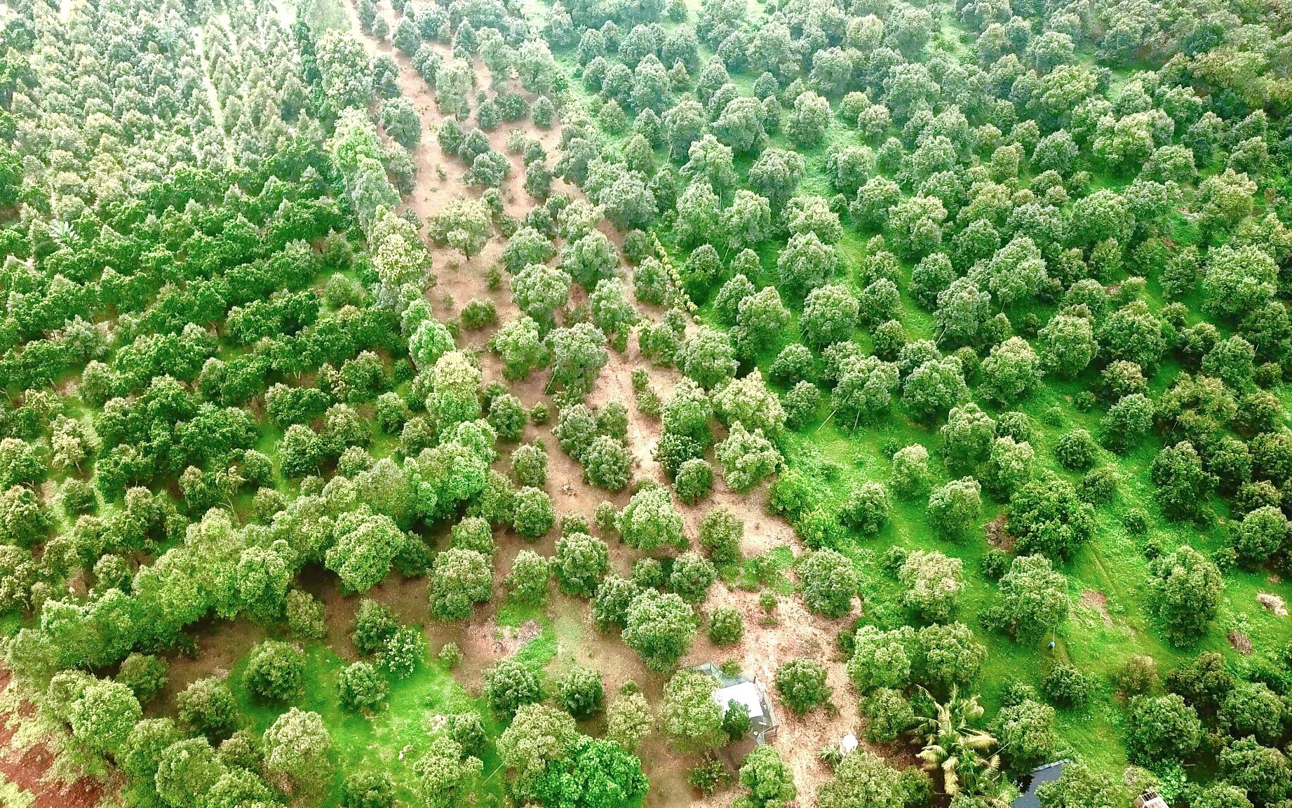 xuat khau sau rieng anh 2