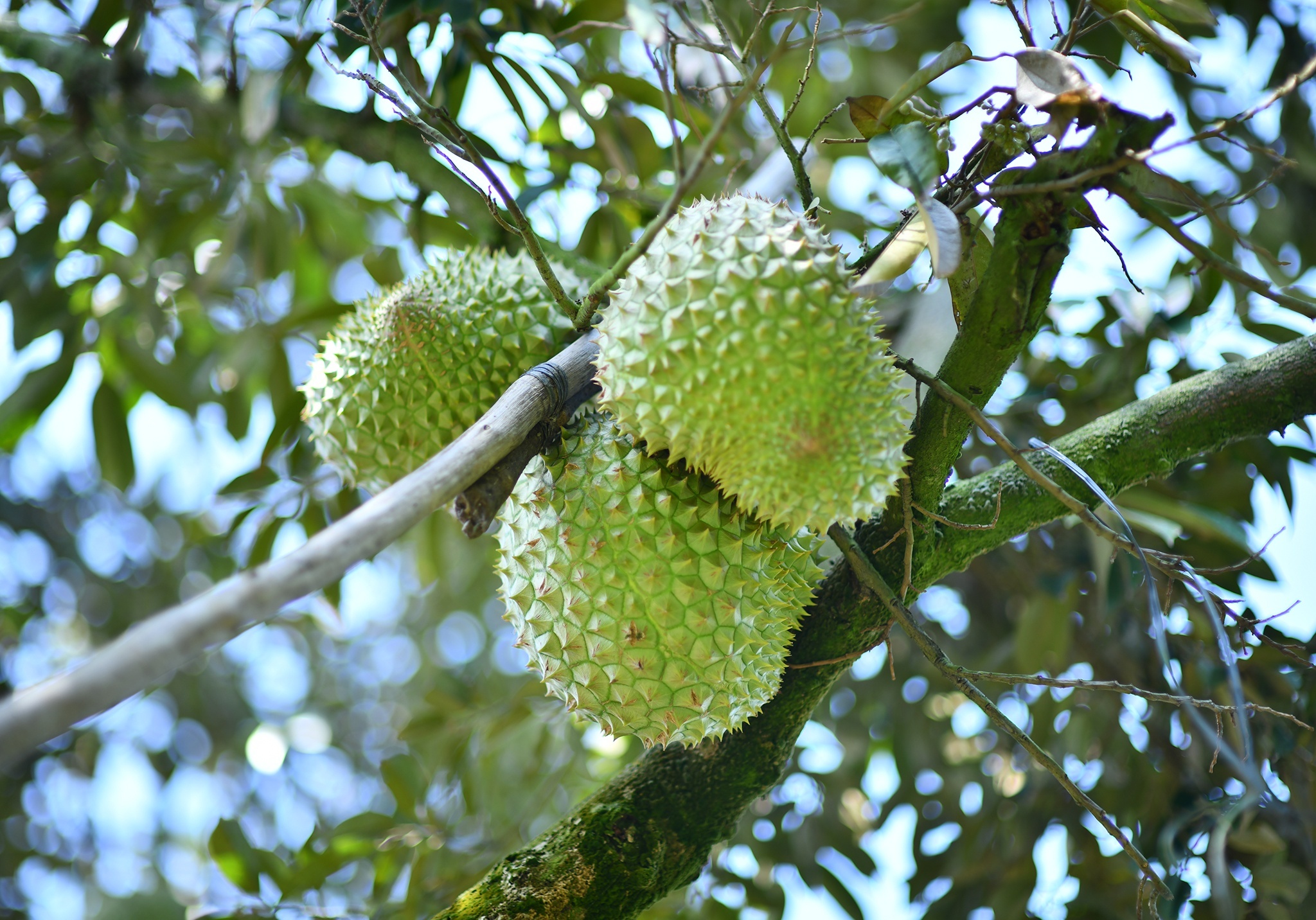 Gia tang vot, hang tram ha sau rieng cho duoc xuat sang Trung Quoc hinh anh