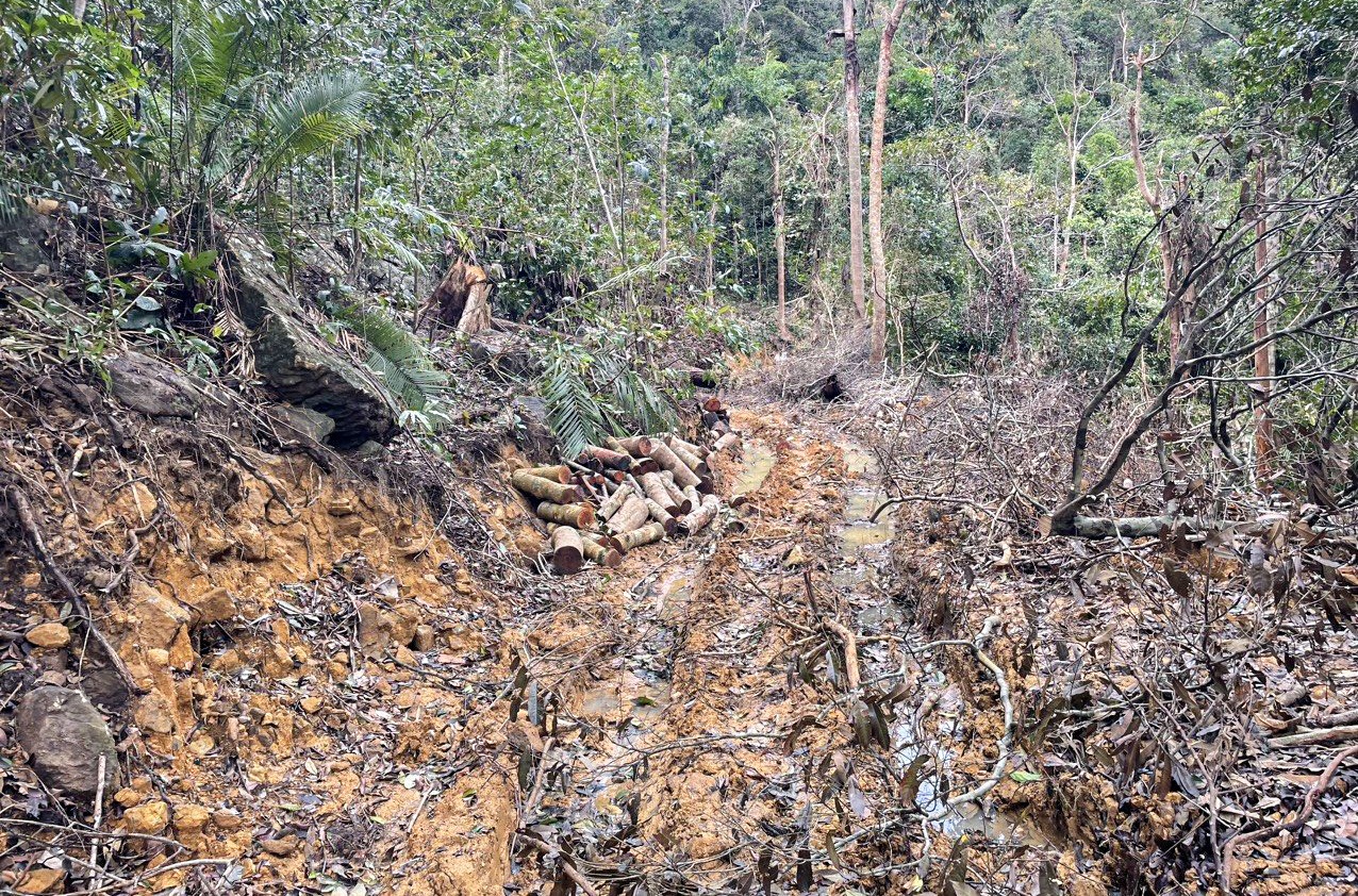 Lam tac ui duong vao pha rung, lanh dao Khanh Hoa ra chi dao 'nong' hinh anh