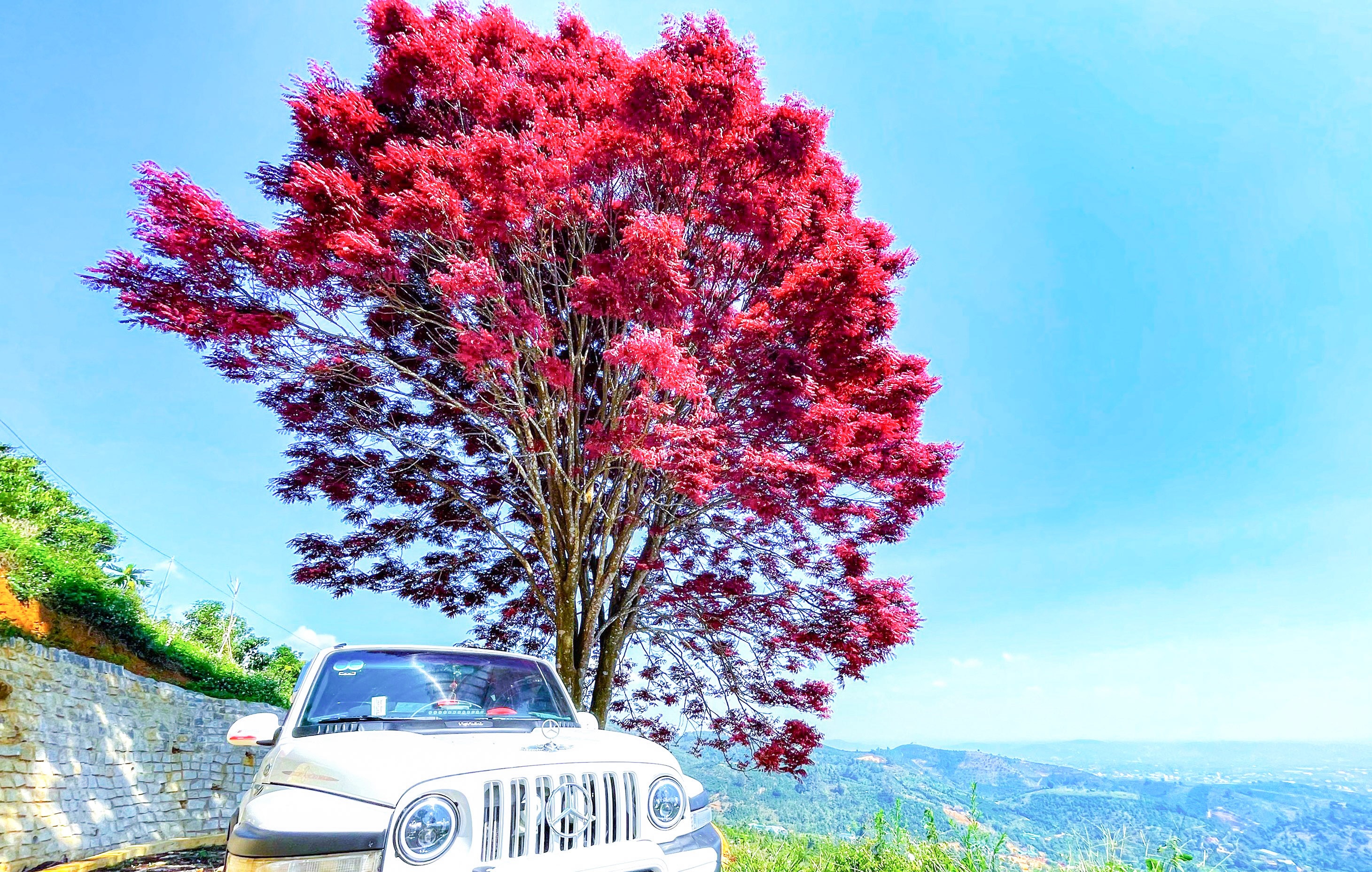 Check-in cay la do ‘co don’ duoi chan nui Chua hinh anh