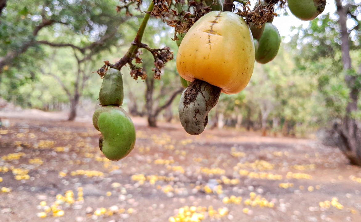 ‘Thu phu’ trong dieu mat mua, rot gia hinh anh