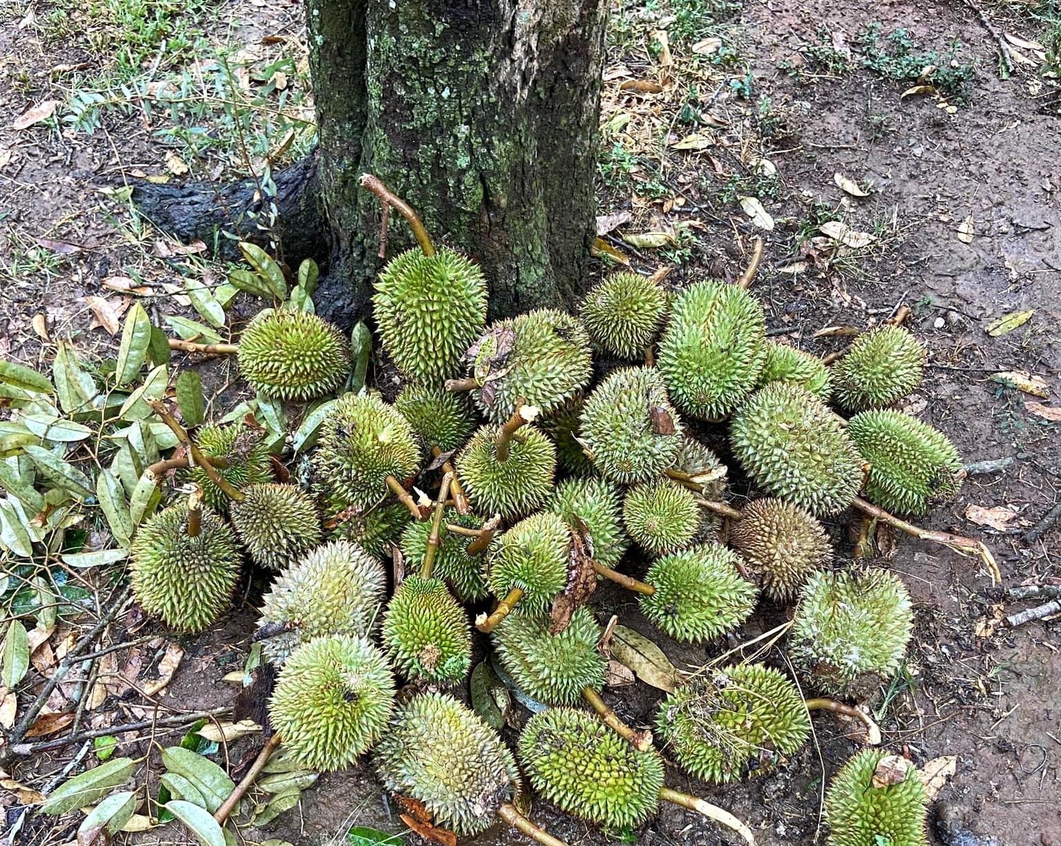 Loc xoay lam rung hang tan sau rieng non tai Lam Dong hinh anh