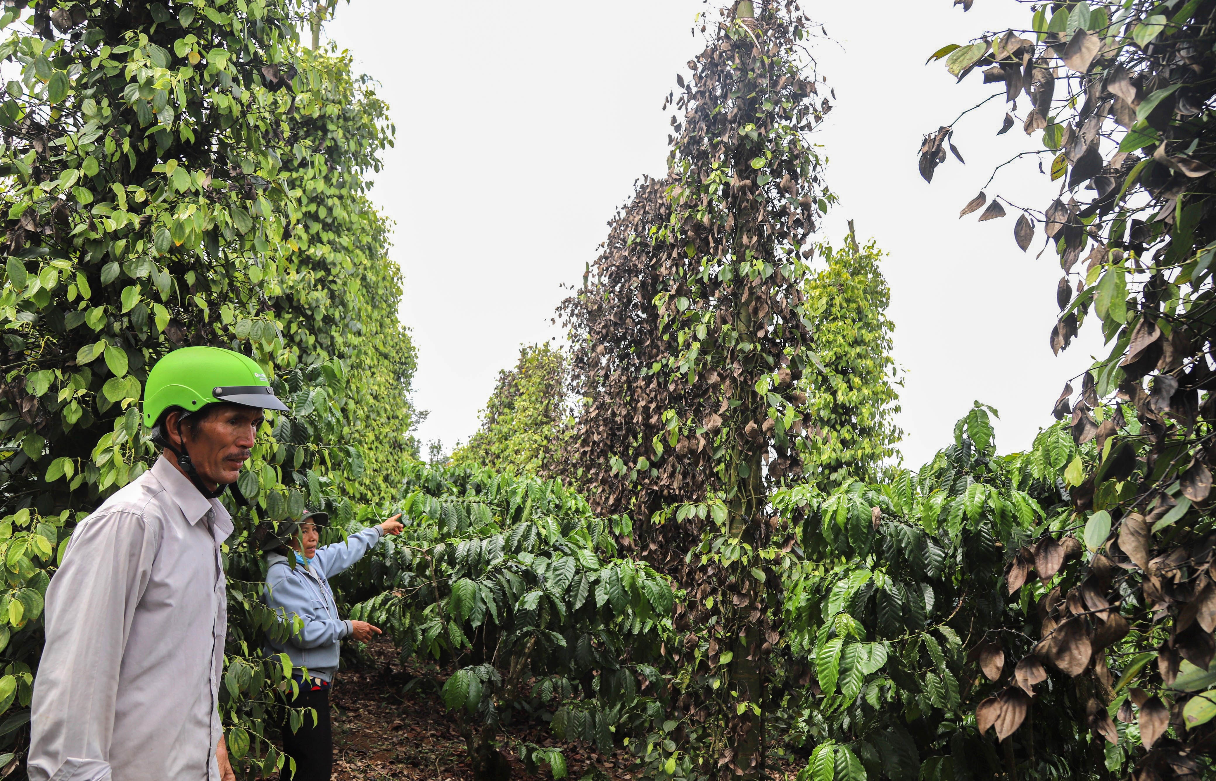 chat pha cay tieu anh 1