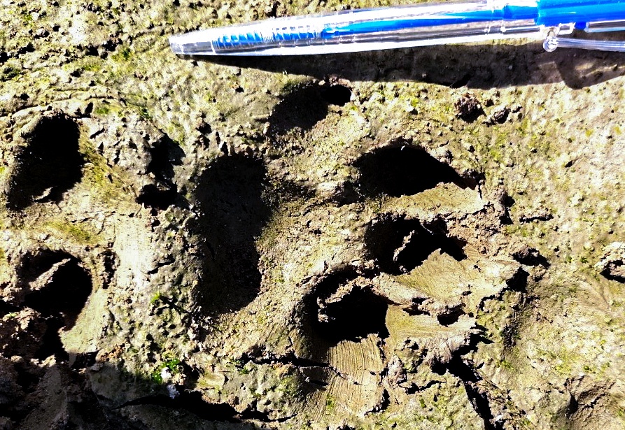 Nghi van ho xuat hien o Lam Dong hinh anh