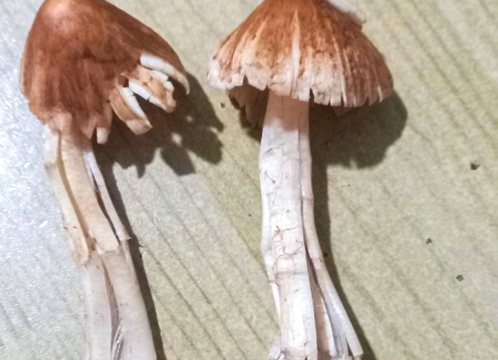 Hai nam rung ve an, 10 nguoi nhap vien cap cuu hinh anh