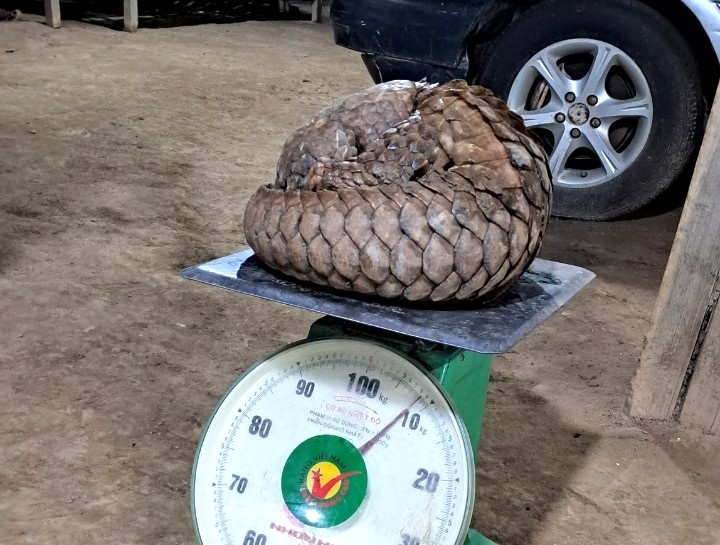 Nguoi dan giao nop ca the te te nang 9 kg duoc phat hien sau vuon hinh anh