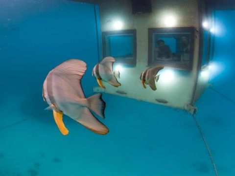 Ngu voi ca o khach san 'doc va di' duoi long dai duong hinh anh