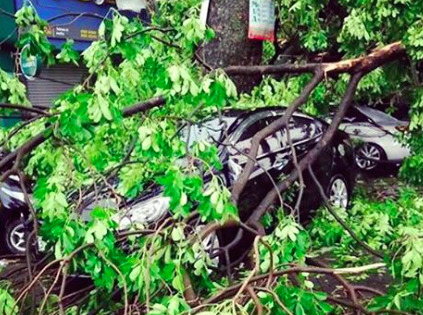 Oto cua MC Phan Anh bi cay de sau con dong hinh anh