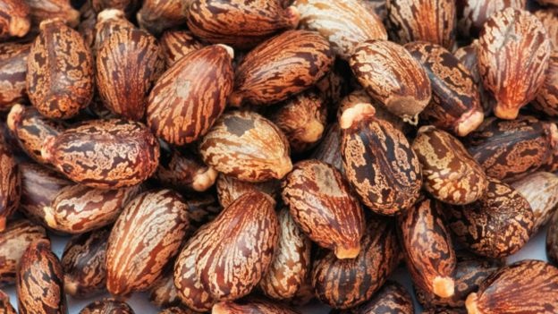 Hạt thầu dầu chứa lượng độc tố cực mạnh, gây chết người.