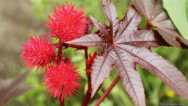 Cây thầu dầu Ricinus communis.