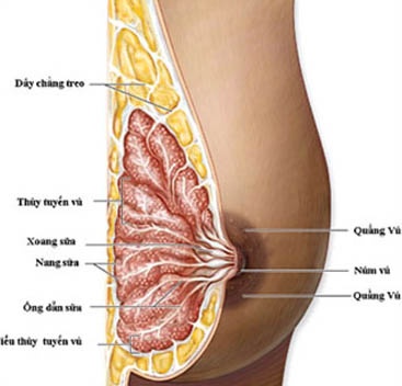 Cấu tạo tuyến vú.