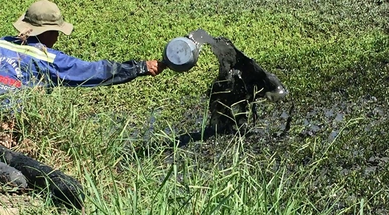 Lam dung thuoc tru sau, nhot xe khi trong rau hinh anh