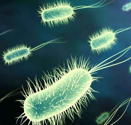 Loan khuan ruot do khang sinh hinh anh