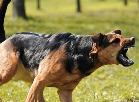 Cach so cuu vet thuong khi bi cho can hinh anh