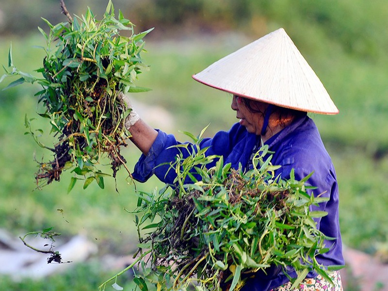 Cach chon rau khong ton du hoa chat doc hai hinh anh