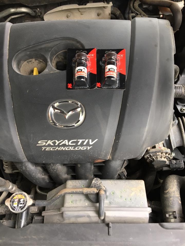 cach chong chuot chui vao oto anh 5