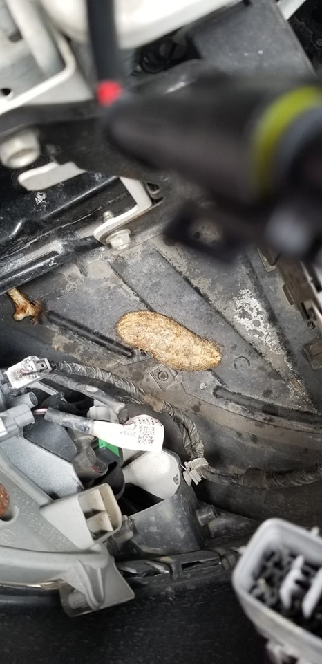 cach chong chuot chui vao oto anh 2