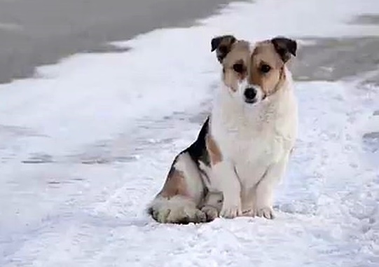 Chu cho cho chu nhieu thang lien o tram xe bus hinh anh