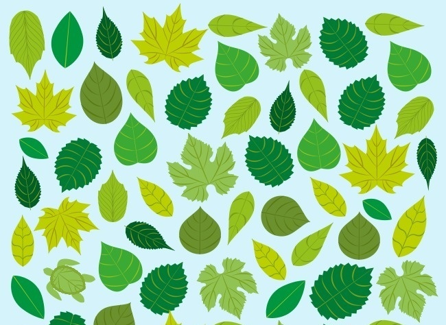 Do ban tim thay chu rua an minh trong dam la rung hinh anh