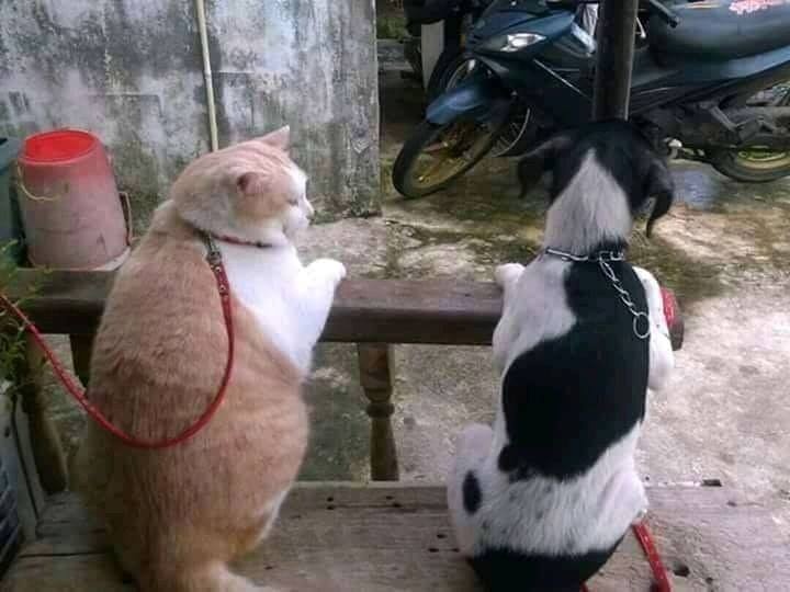 anh che hau qua cua tet anh 9