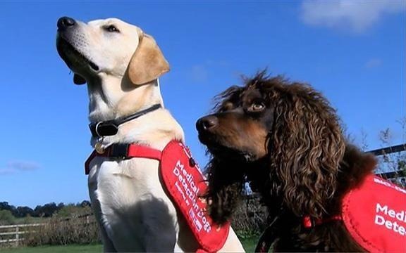 Bieu cam cua nhung chu cho lan dau mang tat hinh anh