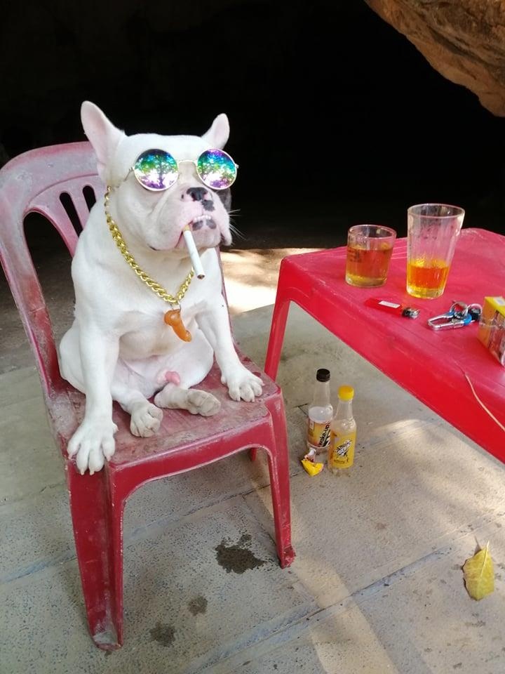 Chu cho tha chai lo cu ve nha anh 2