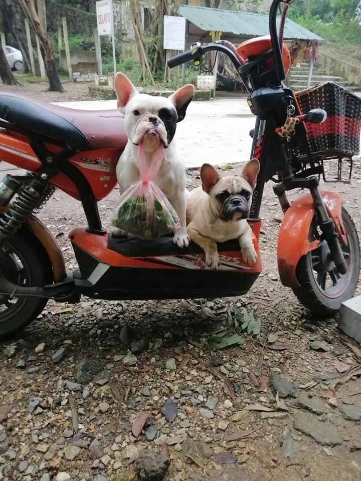 Chu cho tha chai lo cu ve nha anh 3