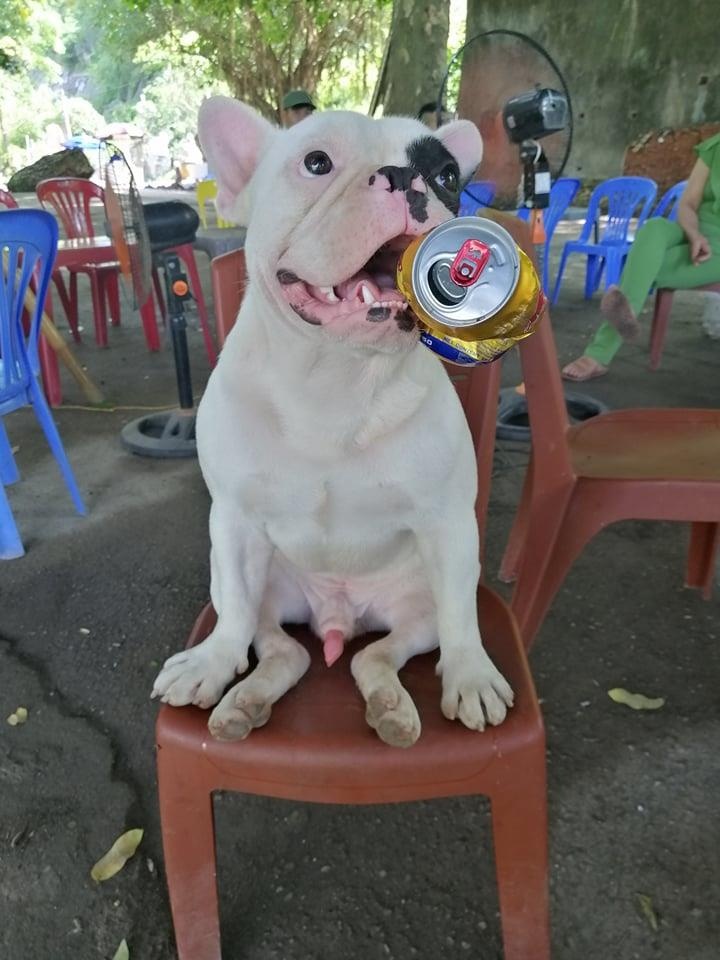 Chu cho tha chai lo cu ve nha anh 5