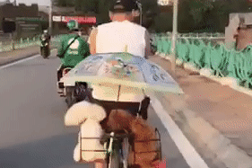 Chang trai che o, cho 2 chu cun di dao hinh anh