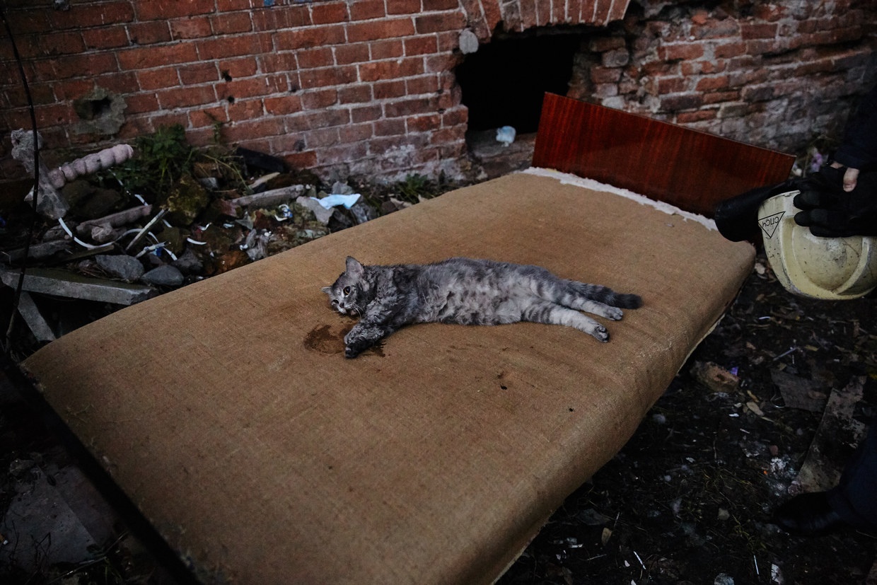 Cảnh sát cứu mèo trong đám cháy ảnh 2 Canh sat cuu meo trong dam chay anh 2