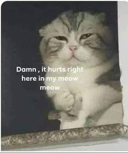 mèo meme đau ở đây này ảnh 1 meo meme dau o day nay anh 1