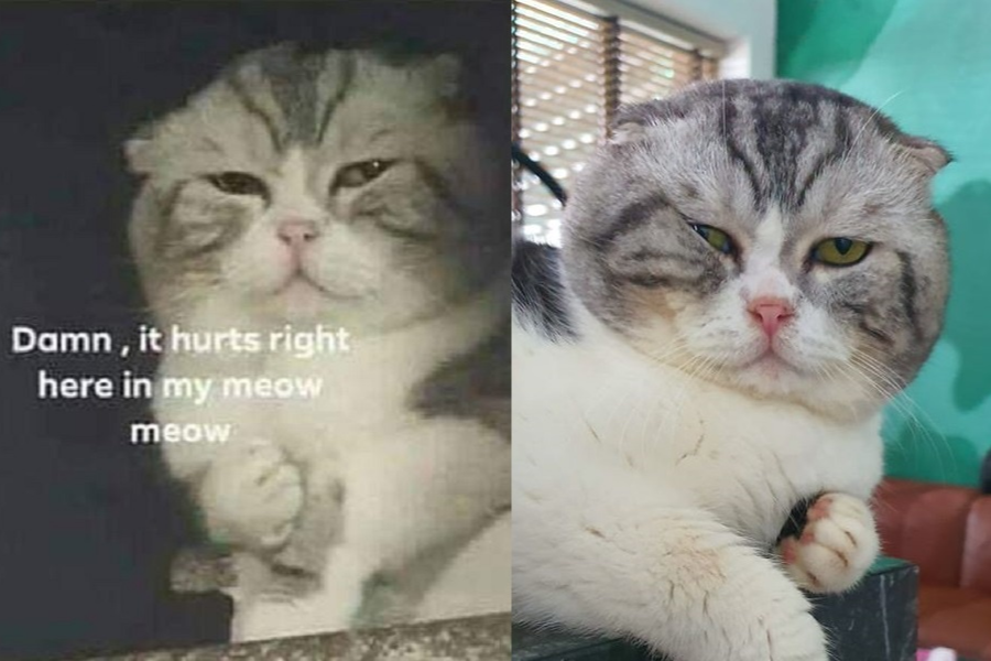 Chu meo o Viet Nam gay bao mang voi meme 'dau o day nay' hinh anh