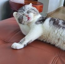 mèo meme đau ở đây này ảnh 6 meo meme dau o day nay anh 6