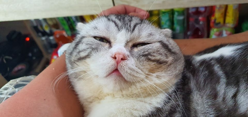mèo meme đau ở đây này ảnh 5 meo meme dau o day nay anh 5