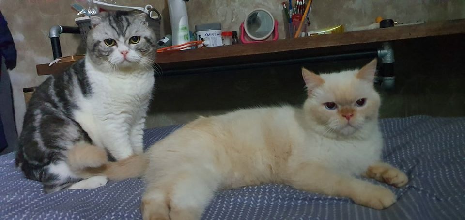 mèo meme đau ở đây này ảnh 8 meo meme dau o day nay anh 8