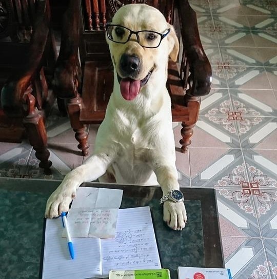 cho meo noi tieng anh 9