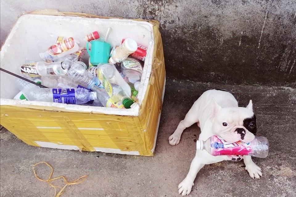 cho meo noi tieng anh 6