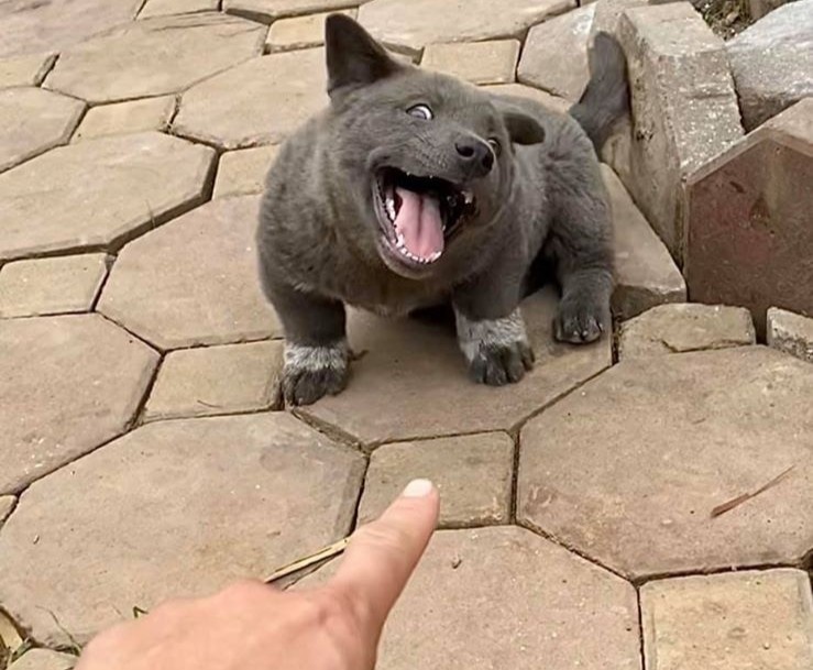 cho meo noi tieng anh 1