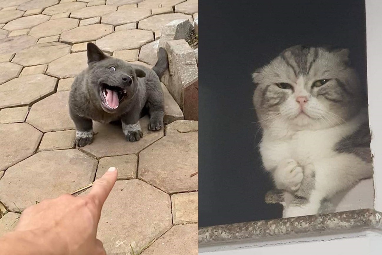 Chu cho ten Dui va loat thu cung chiem song mang xa hoi hinh anh