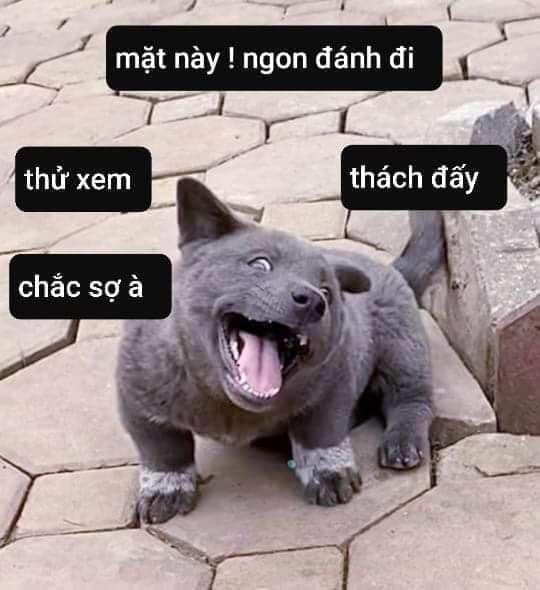 cho meo noi tieng anh 2