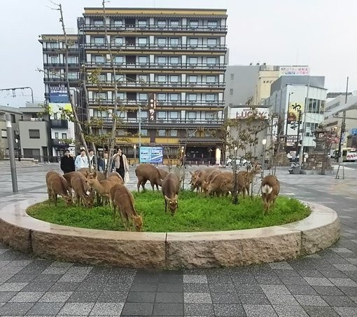 Nai Nara chay ra duong anh 1