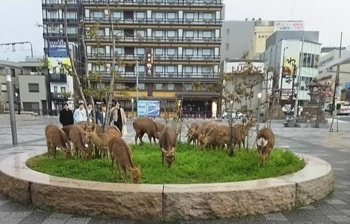 Nai o cong vien Nhat tran vao khu dan cu vi bi doi hinh anh