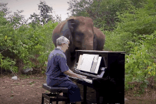 Voi gia duoc giai cuu, hanh phuc khi nghe dan piano hinh anh