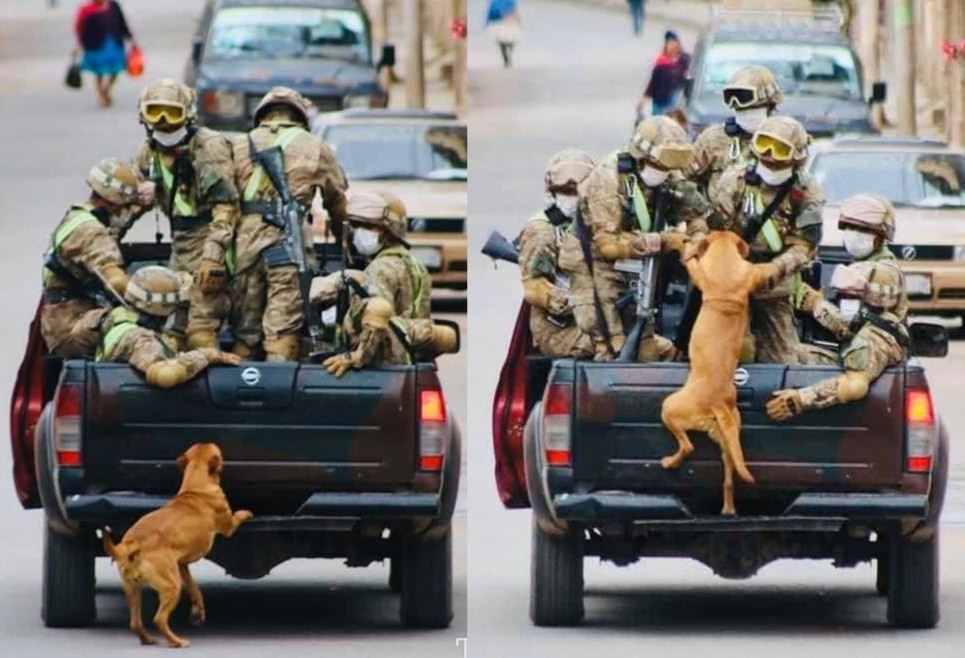 Su that buc anh chu cho chay theo doan xe tuan tra chong dich hinh anh