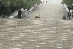 Nguoi dan ong tap the duc theo phong cach bao hoa mai hinh anh