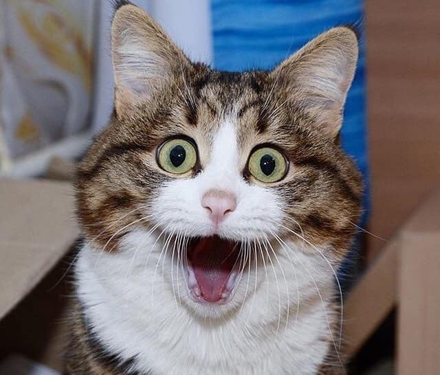 dong vat bieu cam lay loi anh 10