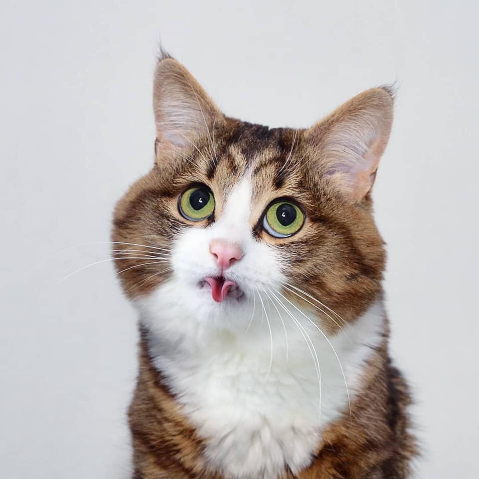 dong vat bieu cam lay loi anh 13