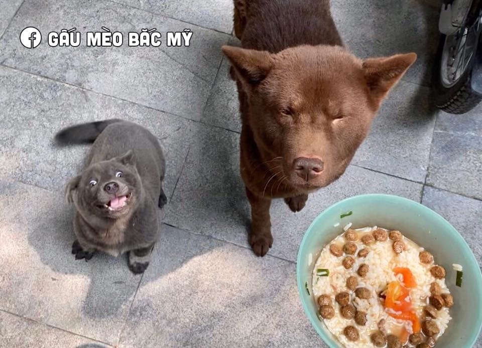 dong vat bieu cam lay loi anh 7