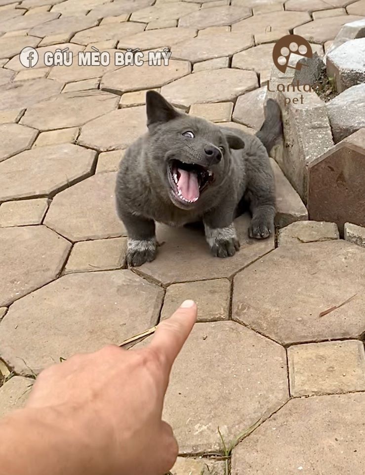 dong vat bieu cam lay loi anh 6